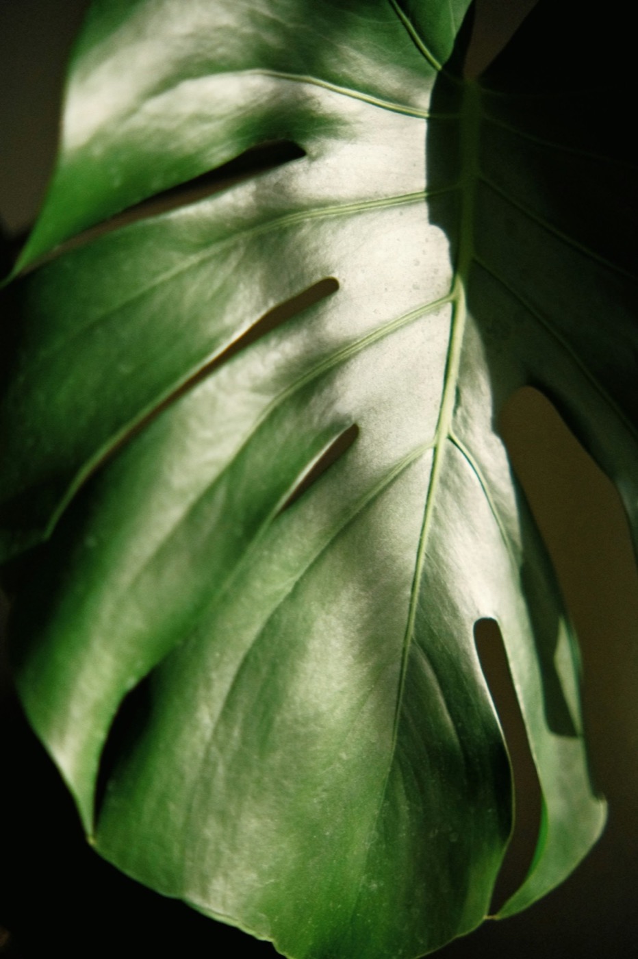Monstera leaf backlit by skylight