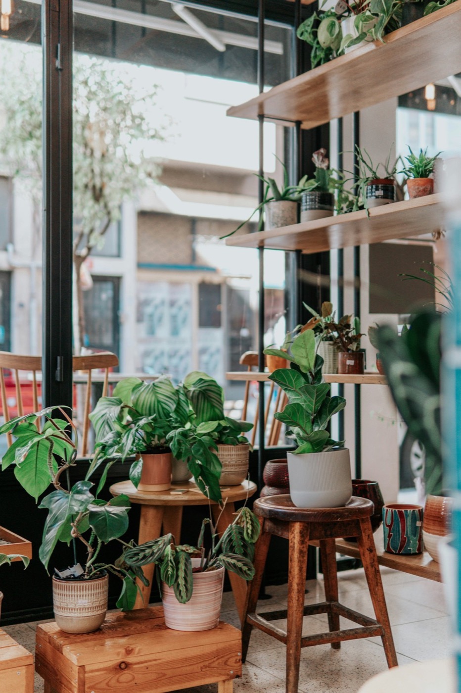 Plant boutique window with lush indoor jungle and afternoon light