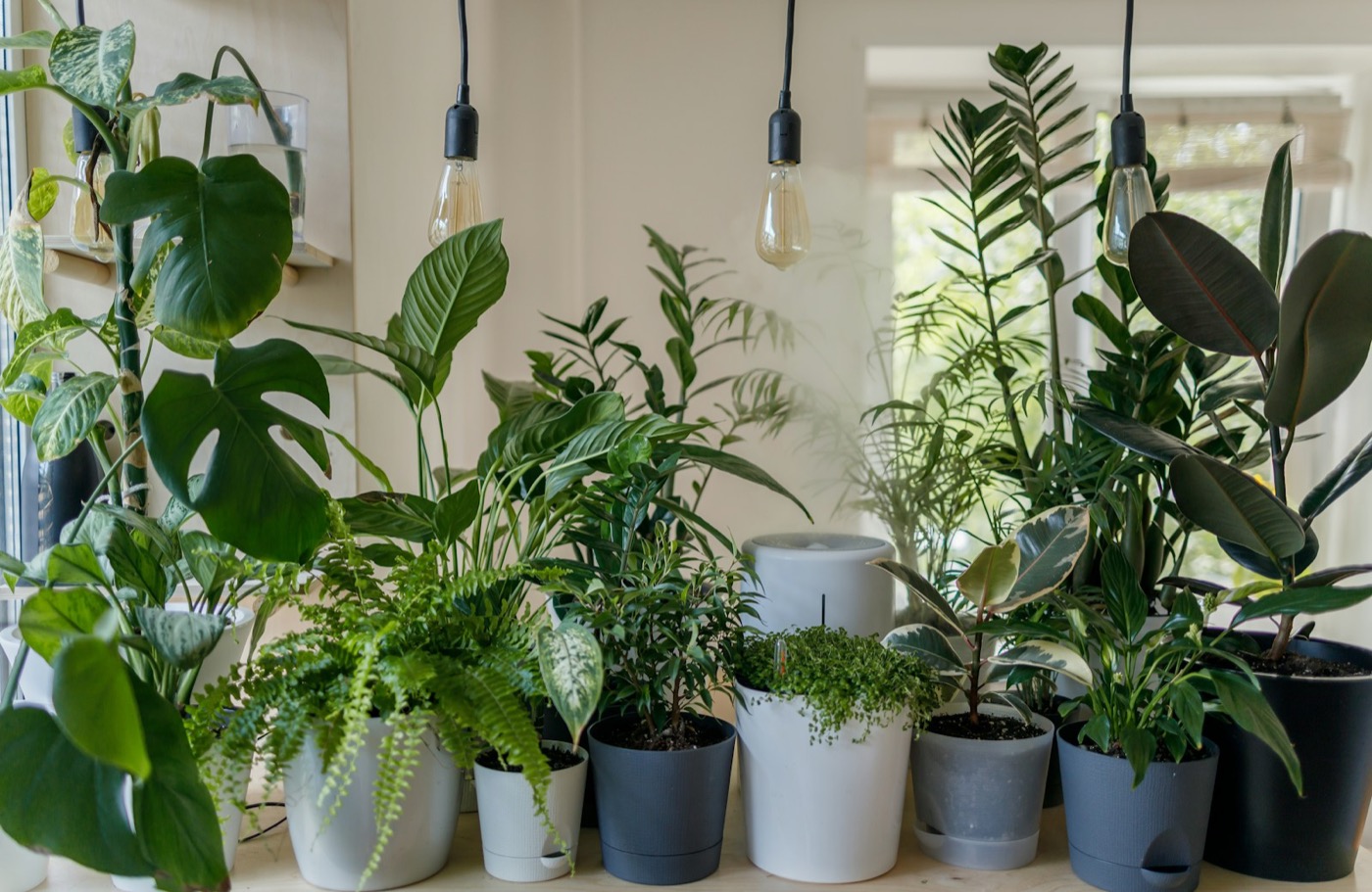 Plants in pots under pendant Edison bulbs